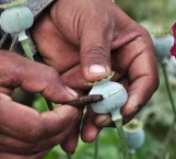 Va Guerrero por despenalizar cultivo de amapola