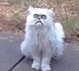 Este gato aterró en internet por su mirada perturbadora