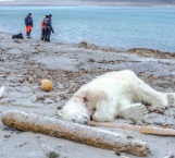 Turistas fueron al hábitat natural  de los osos polares