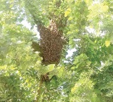 En peligro de ser atacados por abejas