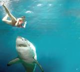 Consejos para evitar un ataque de tiburón