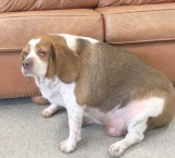 Esta perra pesaba 30 kilos y no podía ni caminar