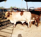 Sin riesgo hasta el momento para el ganado por las altas temperaturas