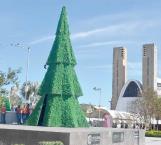 Instalan en Plaza Principal el pino navideño tradicional