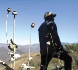 Cambian amapola por marihuana en México