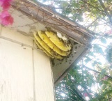 Bomberos eliminan enjambre de abejas