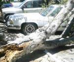 Cae árbol y causa daños a vehículos