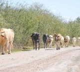 Grave pérdida para ganaderos por la sequía
