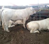 Expectativa de ganaderos sobre rumbo de producción pecuaria en el sexenio