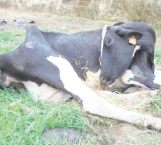 Fallece el ganado por intensa sequía