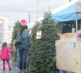 Recomiendan no comprar árboles navideños naturales