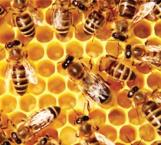 Piden no se arriesguen a combatir a las abejas, puede ser contraproducente
