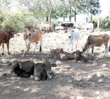 ‘Barrido’ de ganado bovino para prevenir la brucelosis