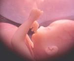 Hallazgo puede ser ‘clave’ en el desarrollo embrionario