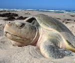 Tortugas desovan en Playa de Miramar entre la suciedad