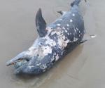 Contaminación y pesca furtiva causa de muertes del delfín y tortuga Lora