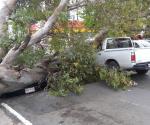 Cae árbol en el 19 Aldama y aplasta dos vehículos