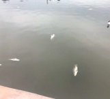Aparecen peces muertos en ‘El Laguito’ de Matamoros