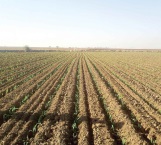 Sin reporte de daños en siembra de sorgo y maíz