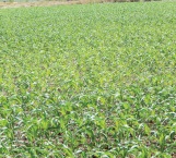 300 mil hectáreas sembradas tienen asegurado el riego