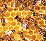 Tienen abejas reinas una memoria extraordinaria