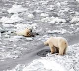 Oso polar se aferra a la vida ve su hábitat desintegrarse