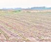 Productores dejarán de sembrar 50 mil hectáreas