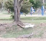 Detectan cocodrilos en parques públicos de Ciudad Madero