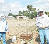 Rescatan biólogos un panal de abejas