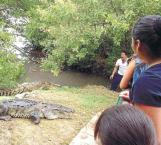 Afecta al turismo la plaga de cocodrilos