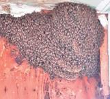 Se duplican atenciones a enjambres de abejas