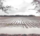 Mejoran las lluvias desarrollo de cultivos