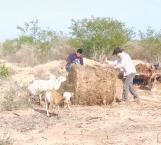 Pega sequía a ganadería