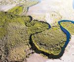 Los manglares del desierto de BC filtran más carbono