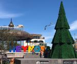 Instalan el tradicional pino navideño en la plaza principal