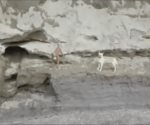 Dron capta en video a perritos atrapados en socavón de Puebla