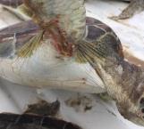 Hallan muertas a tortugas marinas en Soto la Marina