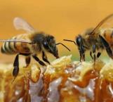 Declaran a la abeja como el ser vivo más importante en la tierra