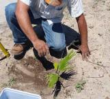 Aceleran reforestación ante sequía severa