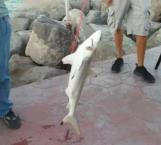 Pescan tiburón en la escollera de Miramar