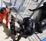 Reciclan perros detectores de drogas de EU en México