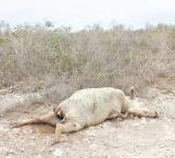 Por sequía inicia la muerte de ganado