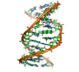 El ADN, sus características, partes y funciones
