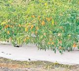 Afianzan variedades de chiles en la región
