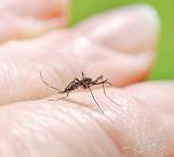 Afecta el dengue en pleno invierno