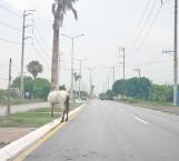 Deambula manada de caballos en carretera