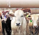 Inspeccionarán virus en ganado