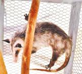 Temen extinción de marsupial mexicano