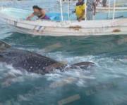 Rescatan tiburón-ballena en puerto de Matamoros
