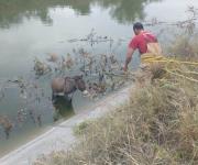 Rescatan a burro de canal